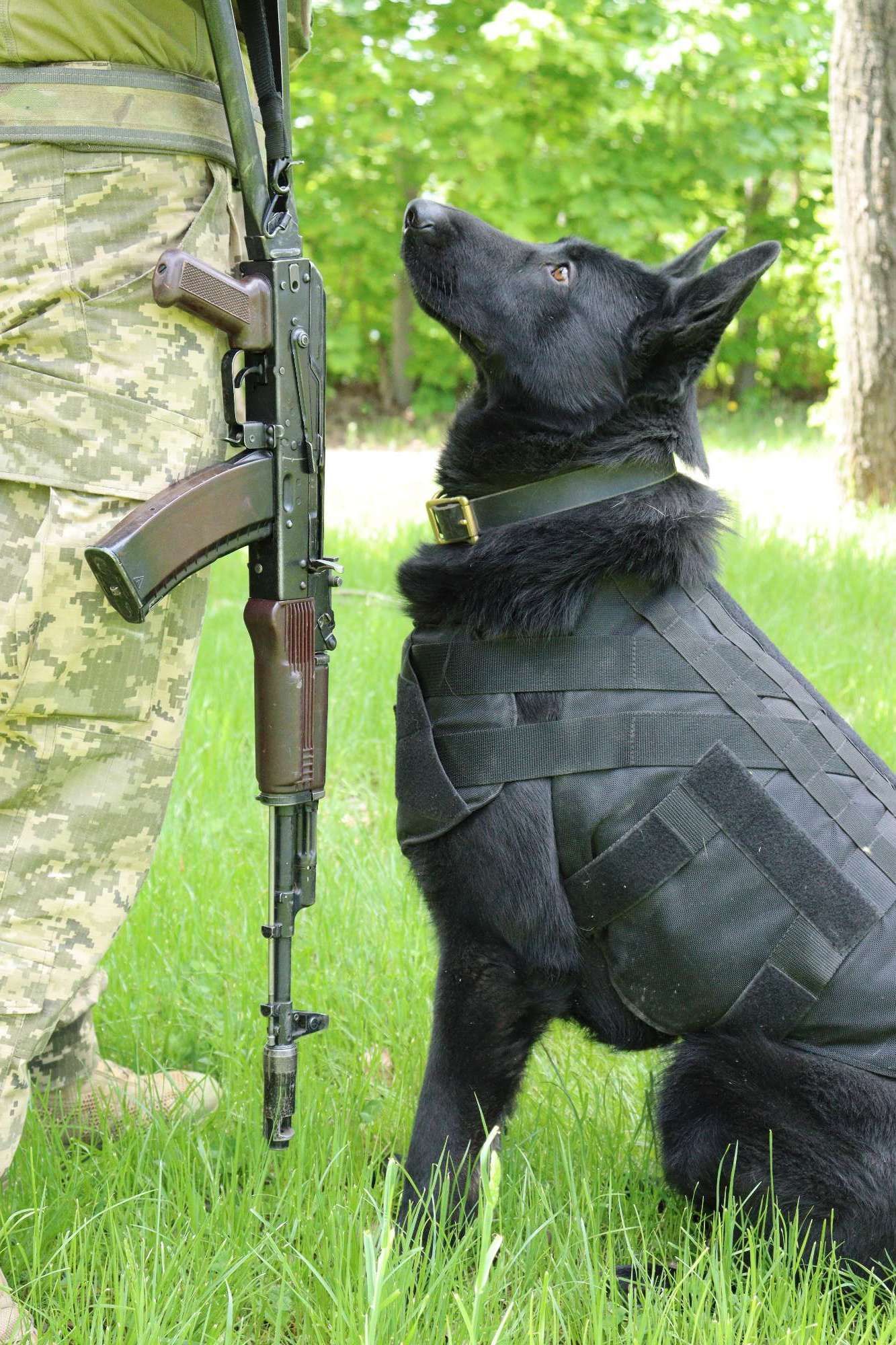 Коллега Патрона: украинские разведчики показали своего пса-талисмана