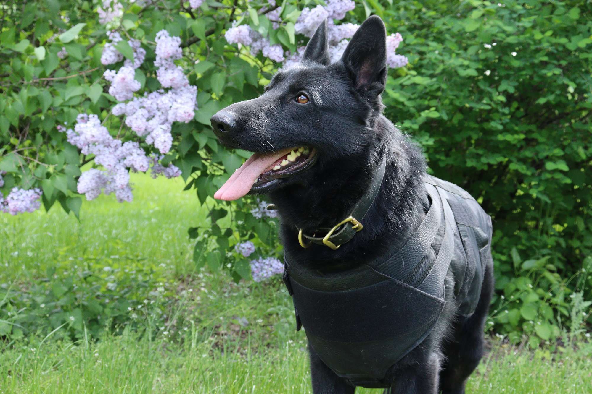 Коллега Патрона: украинские разведчики показали своего пса-талисмана