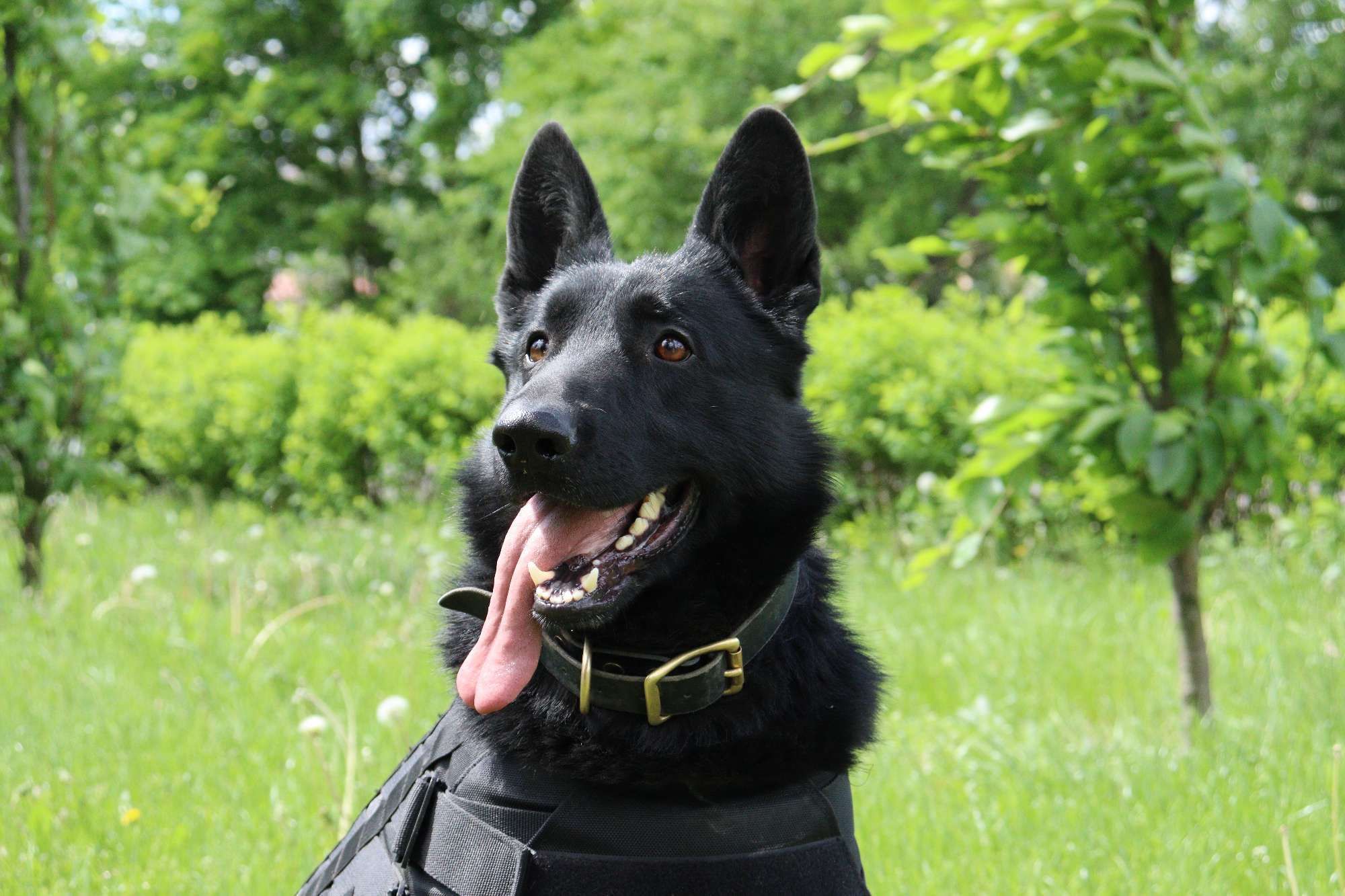 Коллега Патрона: украинские разведчики показали своего пса-талисмана