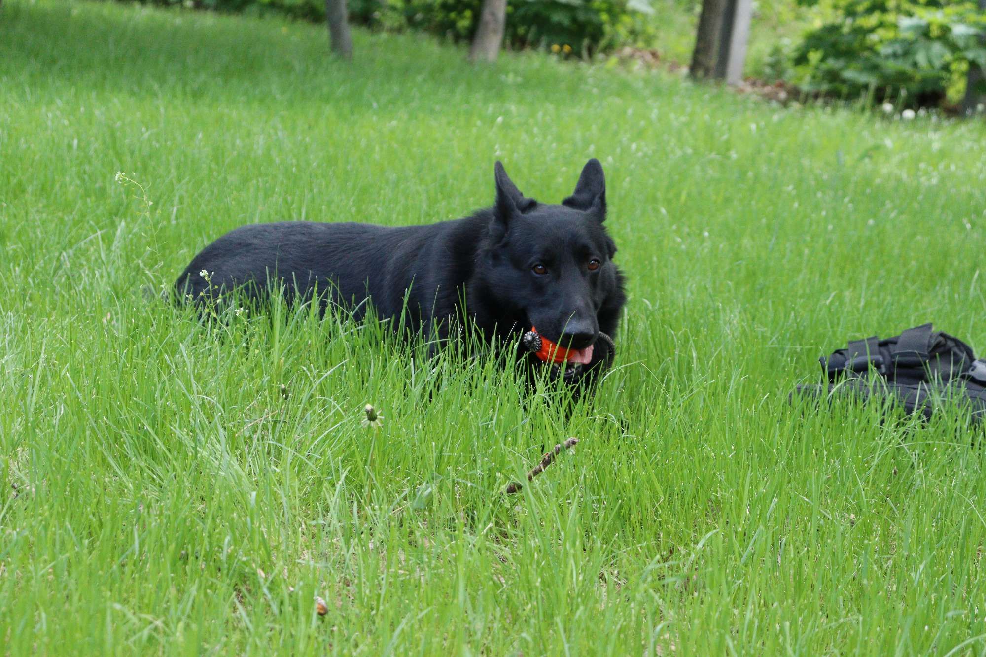 Коллега Патрона: украинские разведчики показали своего пса-талисмана
