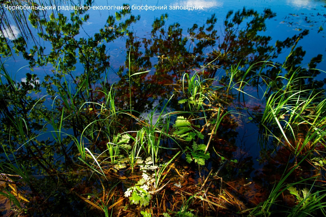 Фінал весни: у Чорнобильському заповіднику показали неймовірні фото природи