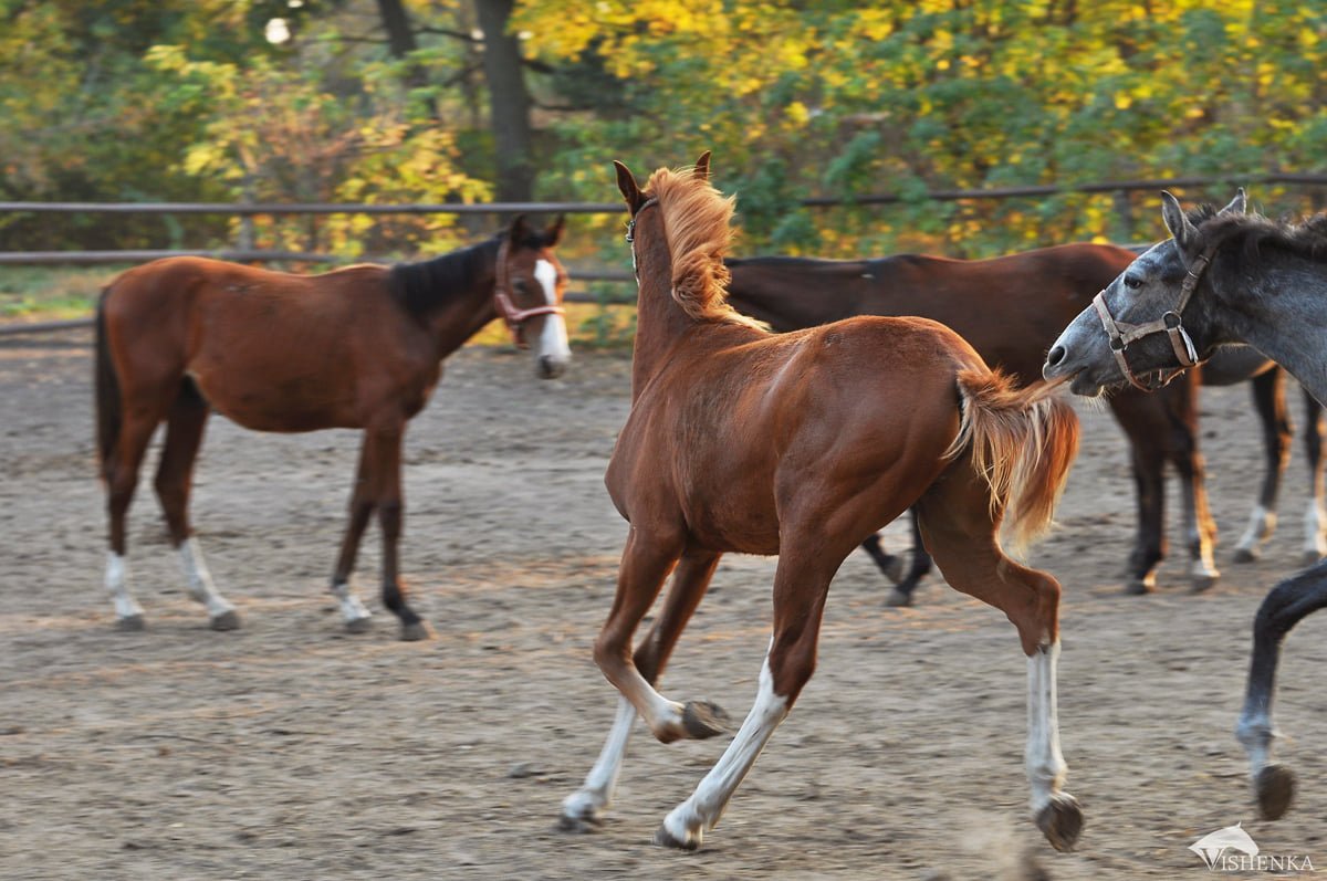 Українців закликають допомогти молодим коням: що потрібно