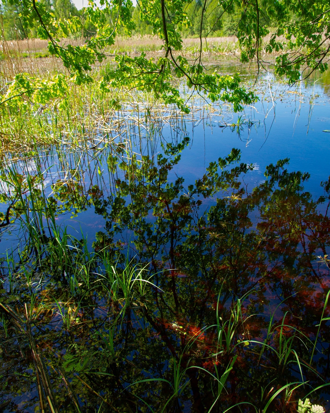 Фінал весни: у Чорнобильському заповіднику показали неймовірні фото природи