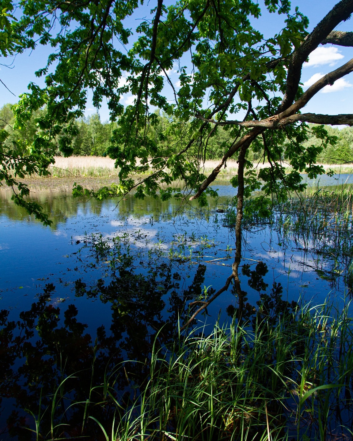 Фінал весни: у Чорнобильському заповіднику показали неймовірні фото природи