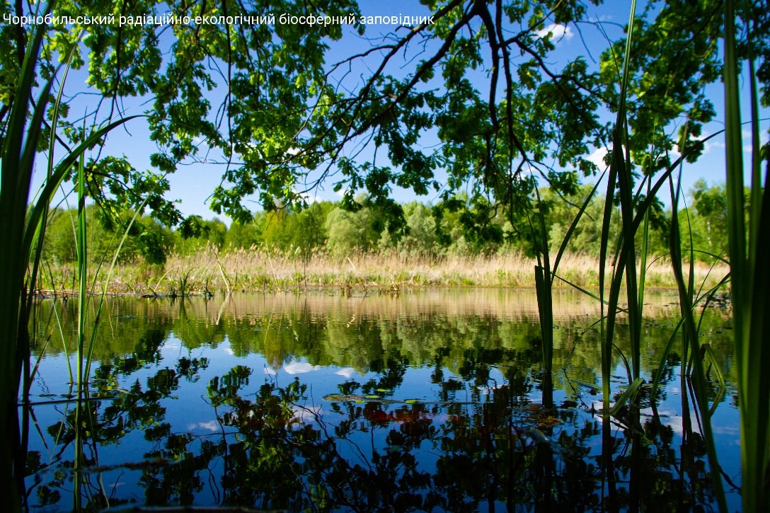 Фінал весни: у Чорнобильському заповіднику показали неймовірні фото природи