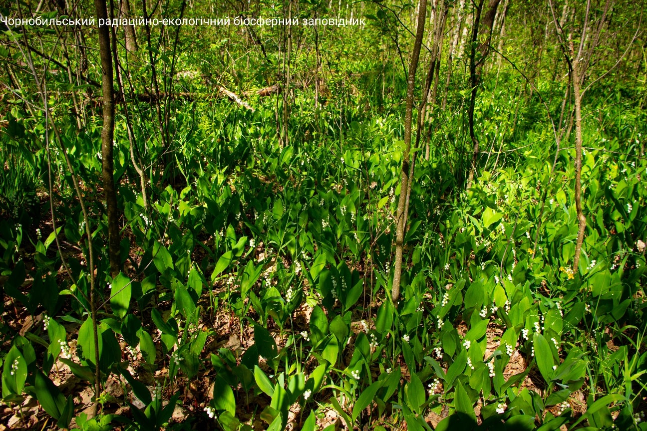 Аромат заповнив ліси. У Чорнобильському заповіднику показали унікальну квітку