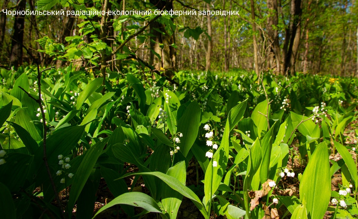 Аромат заповнив ліси. У Чорнобильському заповіднику показали унікальну квітку