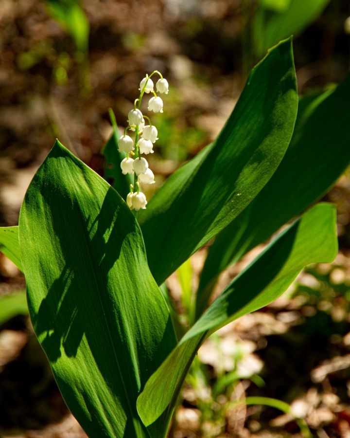 Аромат заповнив ліси. У Чорнобильському заповіднику показали унікальну квітку