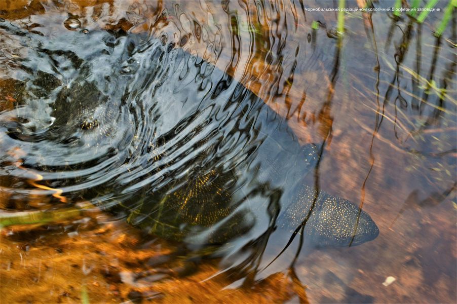 Единственная и неповторимая: в Чернобыле показали животное -&quot;санитара водоема&quot;