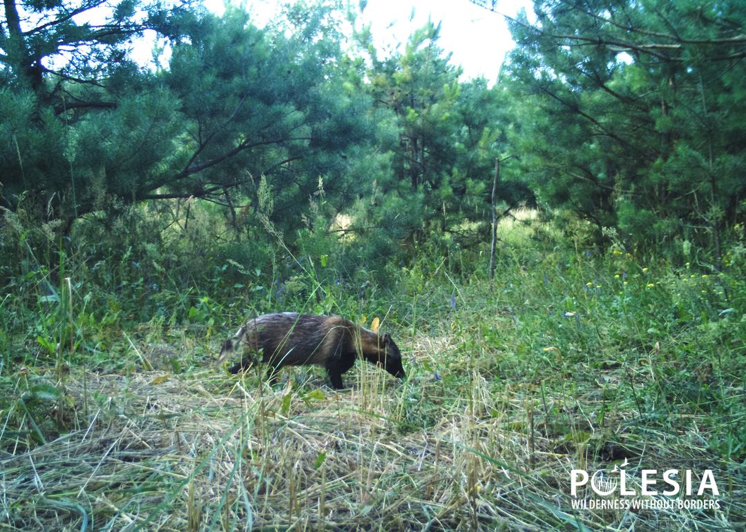 Гуляє сам по собі: у Чорнобилі показали пухнастого хижака (фото)