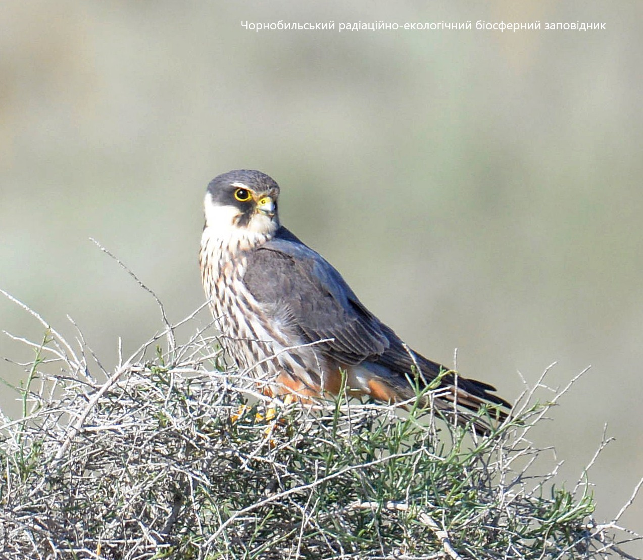 В Чернобыльском заповеднике показали птицу - примерного &quot;семьянина&quot; (фото)
