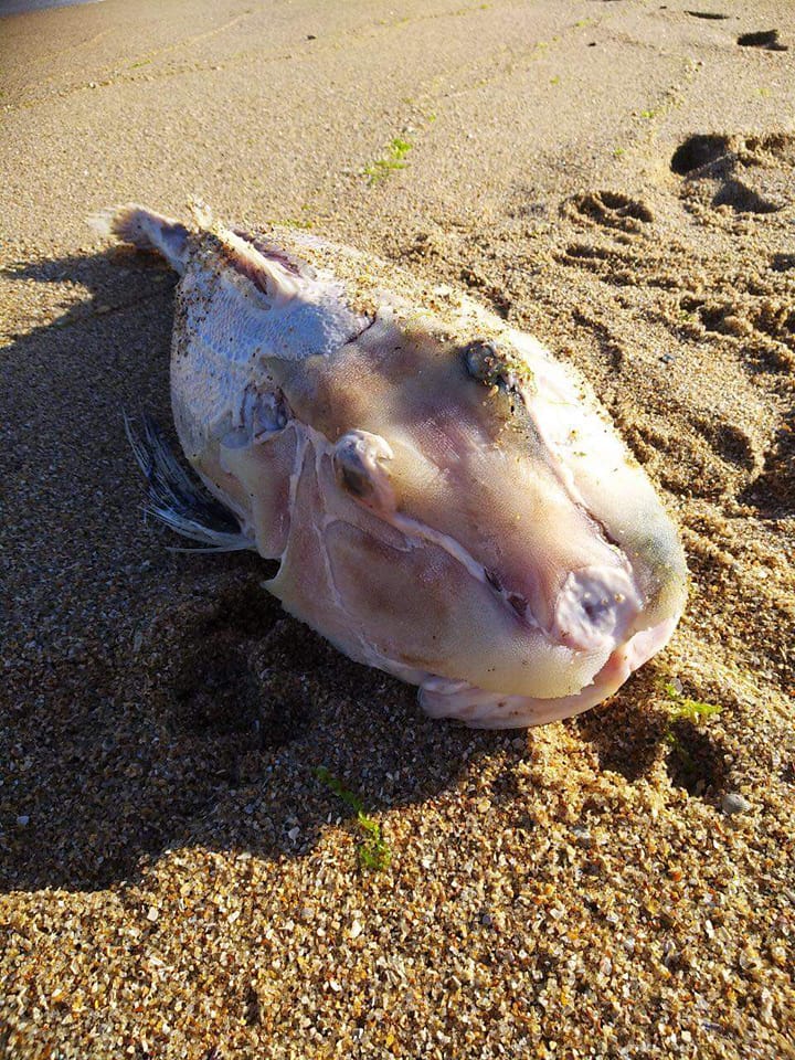 В Азовському морі окупанти погубили червонокнижний вид риб