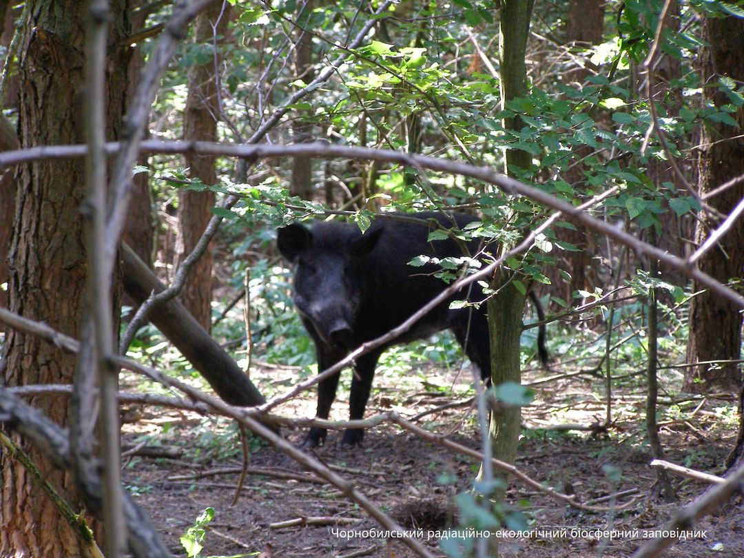 Потужний і сильний: у Чорнобильському заповіднику засвітився, приручений нашими предками звір