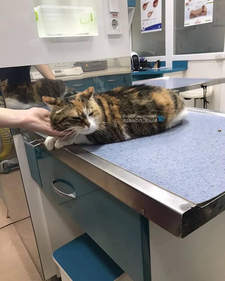 В Одессе девушка избавилась от своей кошки, подкинув ее под ветеринарную клинику