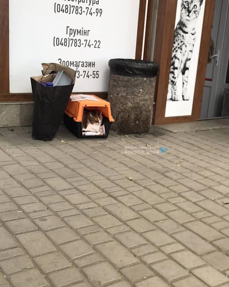 В Одессе девушка избавилась от своей кошки, подкинув ее под ветеринарную клинику
