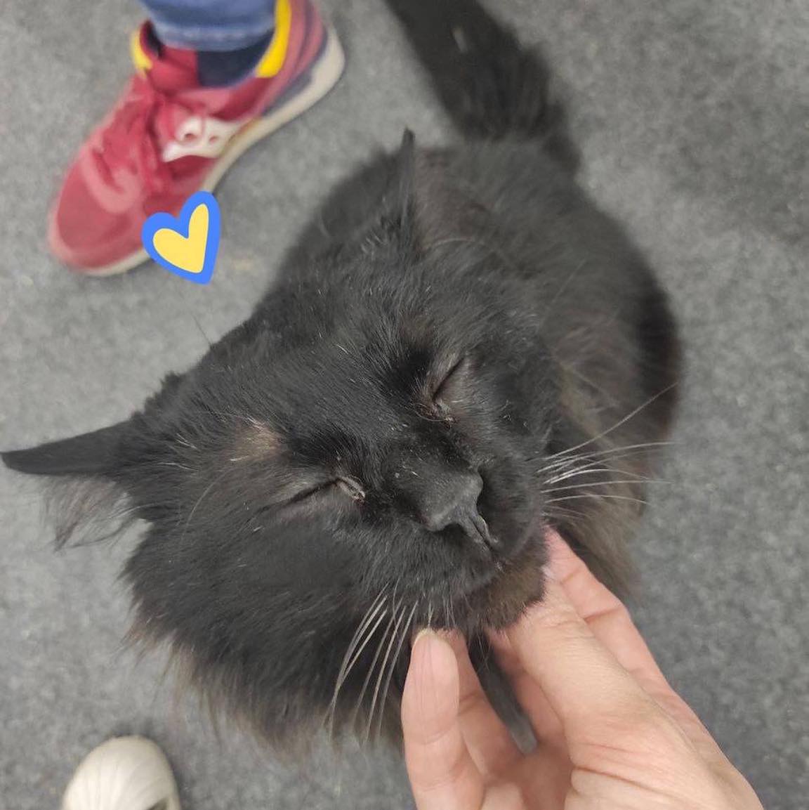 Біля Бучі з-під завалів будинку врятували кота рідкісної породи: Біггі вижив дивом (фото)