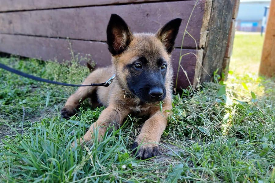 Конкурент Патрона? Очаровательная овчарка Стич - на службе в Нацгвардии (фото и видео)
