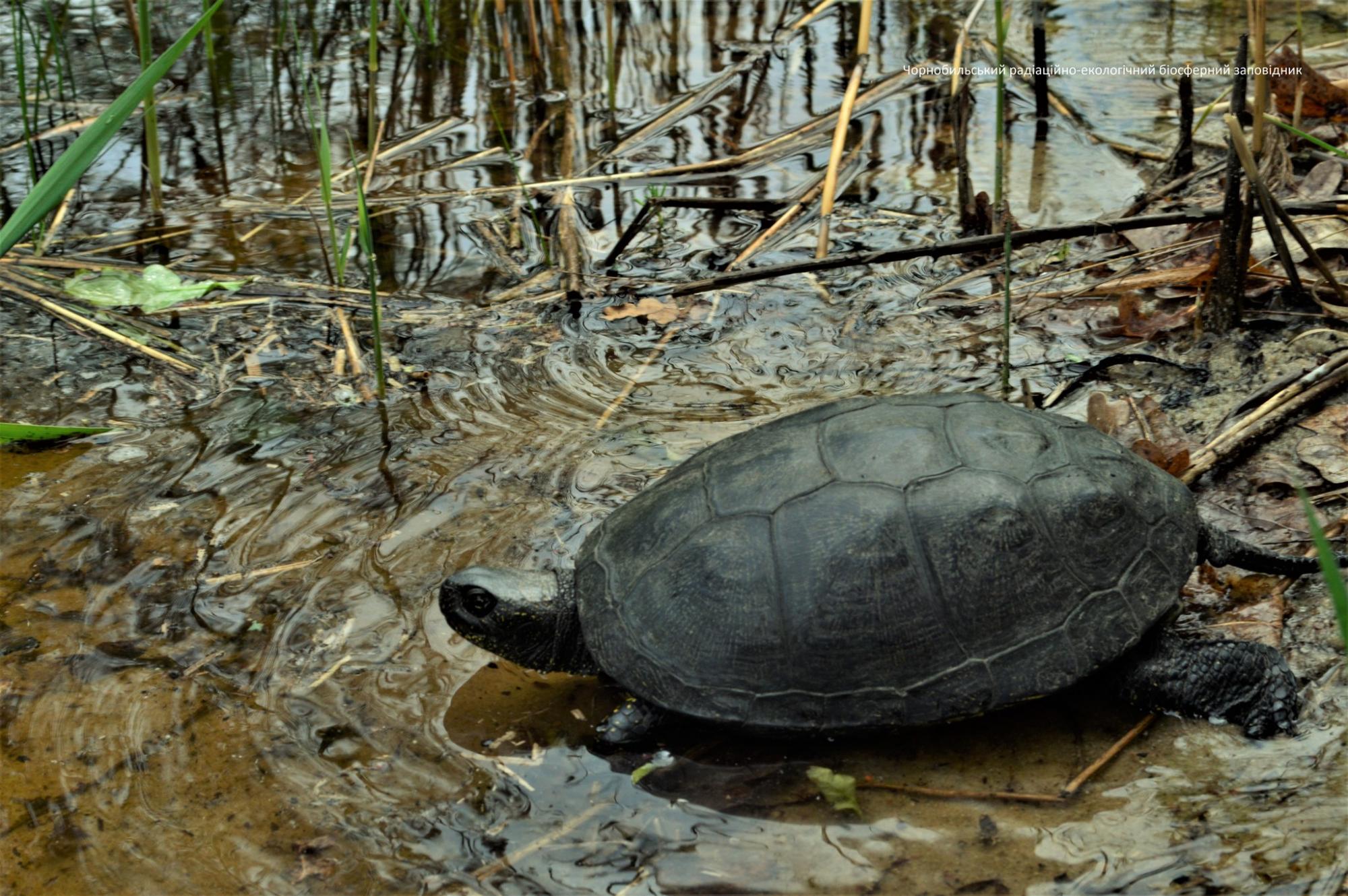 Единственная и неповторимая: в Чернобыле показали животное -&quot;санитара водоема&quot;