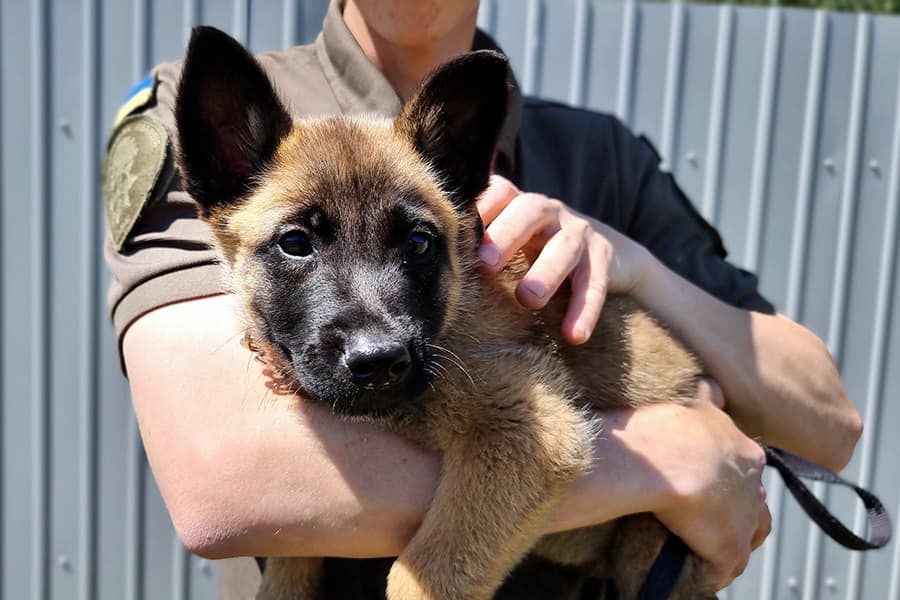 Конкурент Патрона? Очаровательная овчарка Стич - на службе в Нацгвардии (фото и видео)