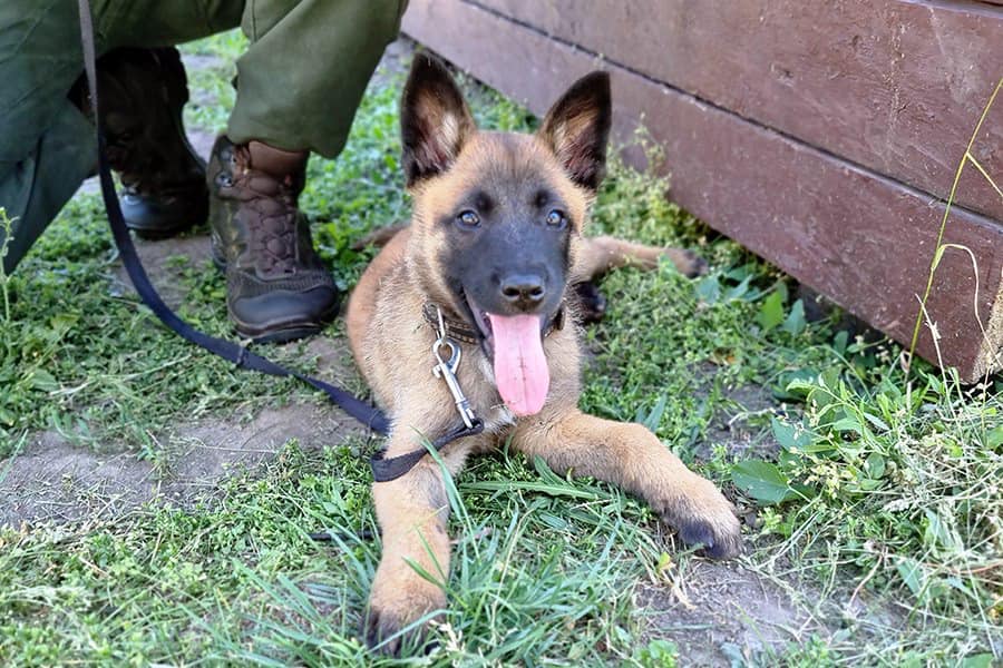 Конкурент Патрона? Очаровательная овчарка Стич - на службе в Нацгвардии (фото и видео)