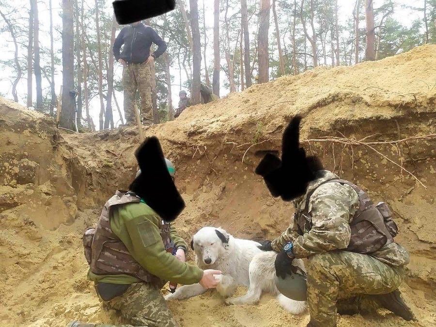 &quot;Стереже сон і проганяє щурів&quot;: з ЗСУ &quot;служить&quot; чотириногий друг Бім