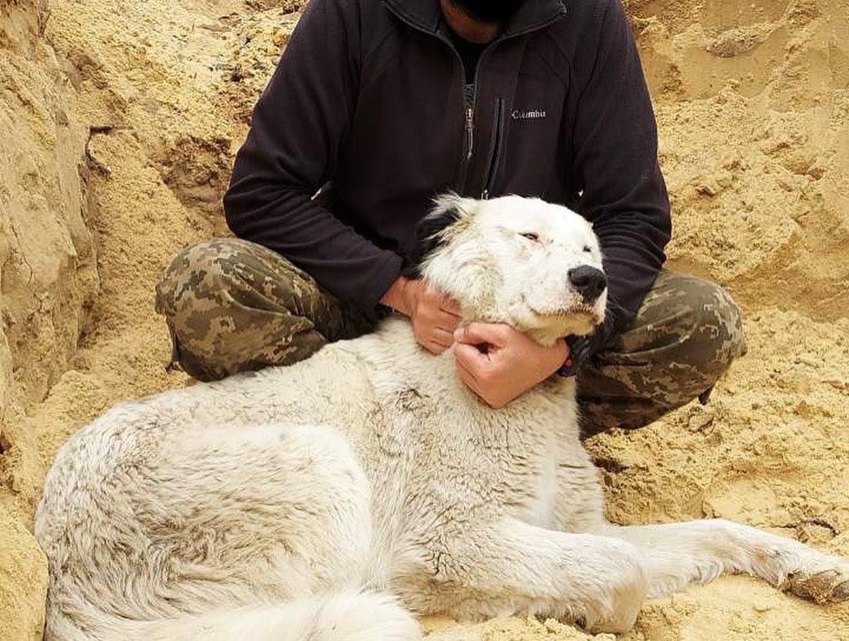 &quot;Стереже сон і проганяє щурів&quot;: з ЗСУ &quot;служить&quot; чотириногий друг Бім