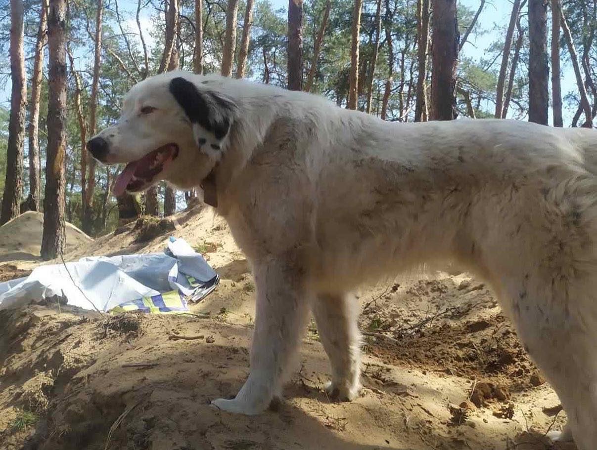 &quot;Стереже сон і проганяє щурів&quot;: з ЗСУ &quot;служить&quot; чотириногий друг Бім