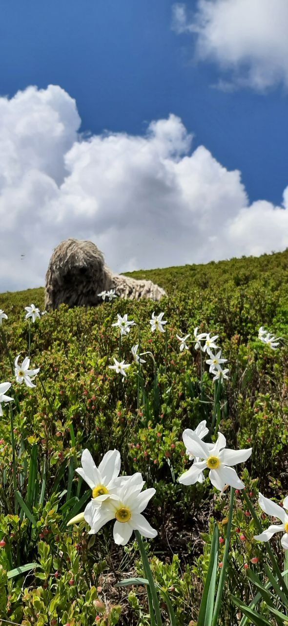 Украинские спасатели показали хвостатого "психолога" Сикро: чем прославился пес