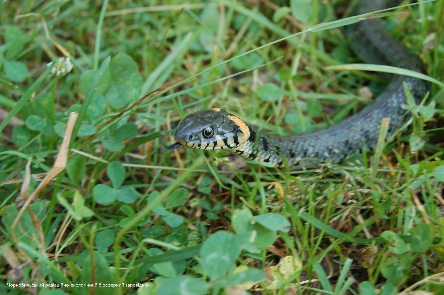 Ви про них не знали. 10 фактів про жовтовухого мешканця Чорнобильського заповідника