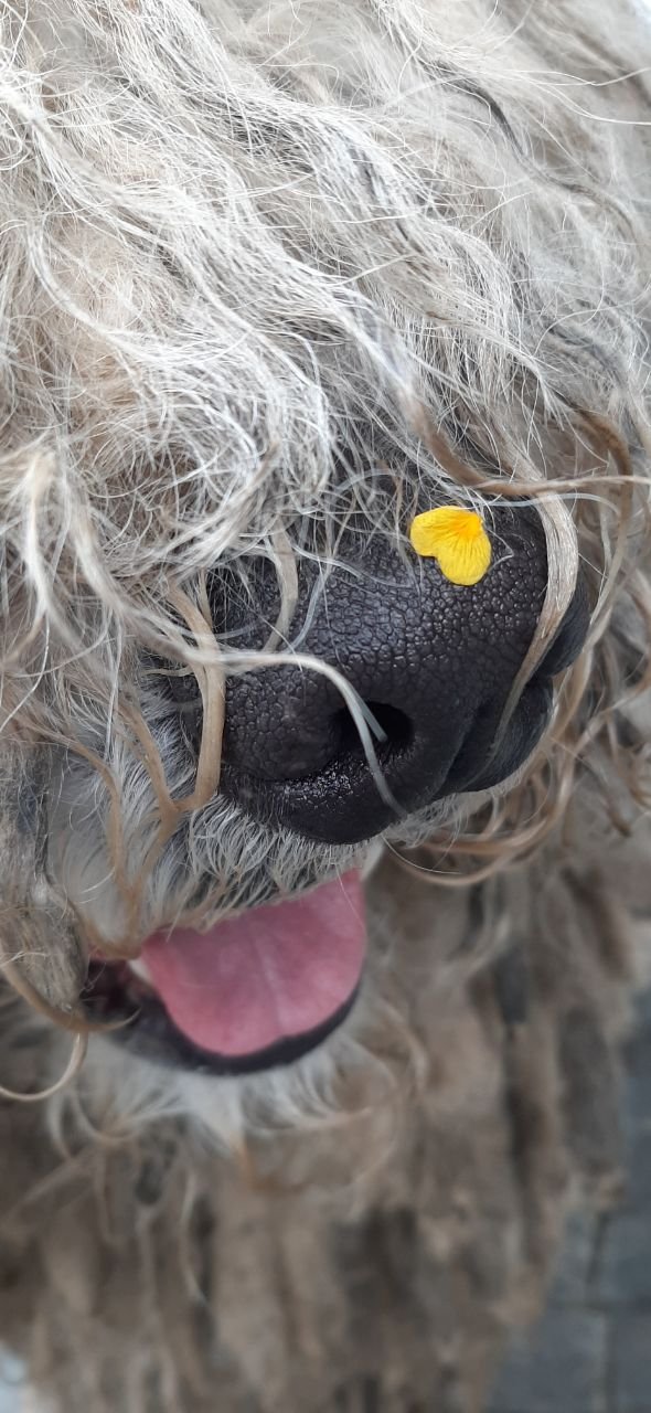 Украинские спасатели показали хвостатого "психолога" Сикро: чем прославился пес