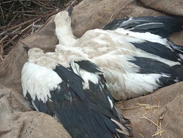 Харьковчане борются за жизнь птенцов аистов, которые сильно травмировались из-за непогоды