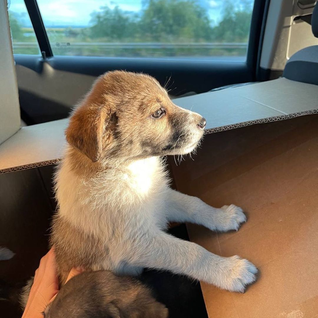 &quot;Если умирать - то всем вместе. Но своих не брошу&quot;. Как во время войны выживает приют для животных в Днепре