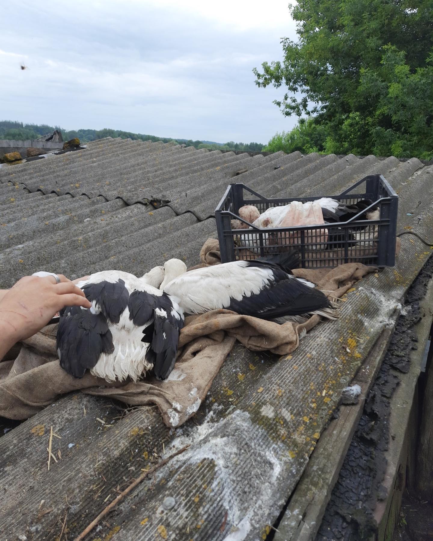 Харьковчане борются за жизнь птенцов аистов, которые сильно травмировались из-за непогоды