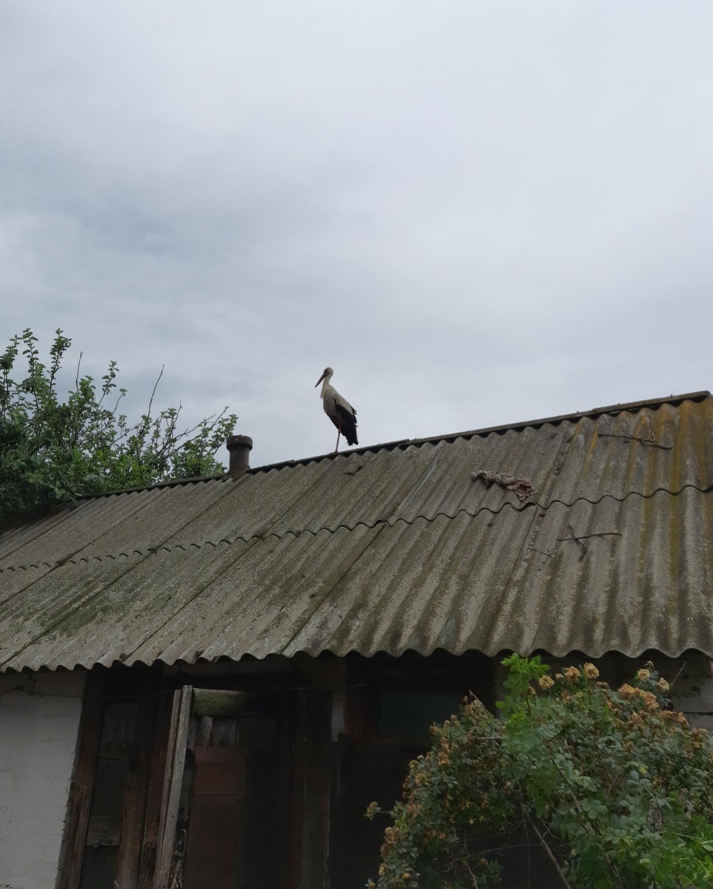 Харьковчане борются за жизнь птенцов аистов, которые сильно травмировались из-за непогоды