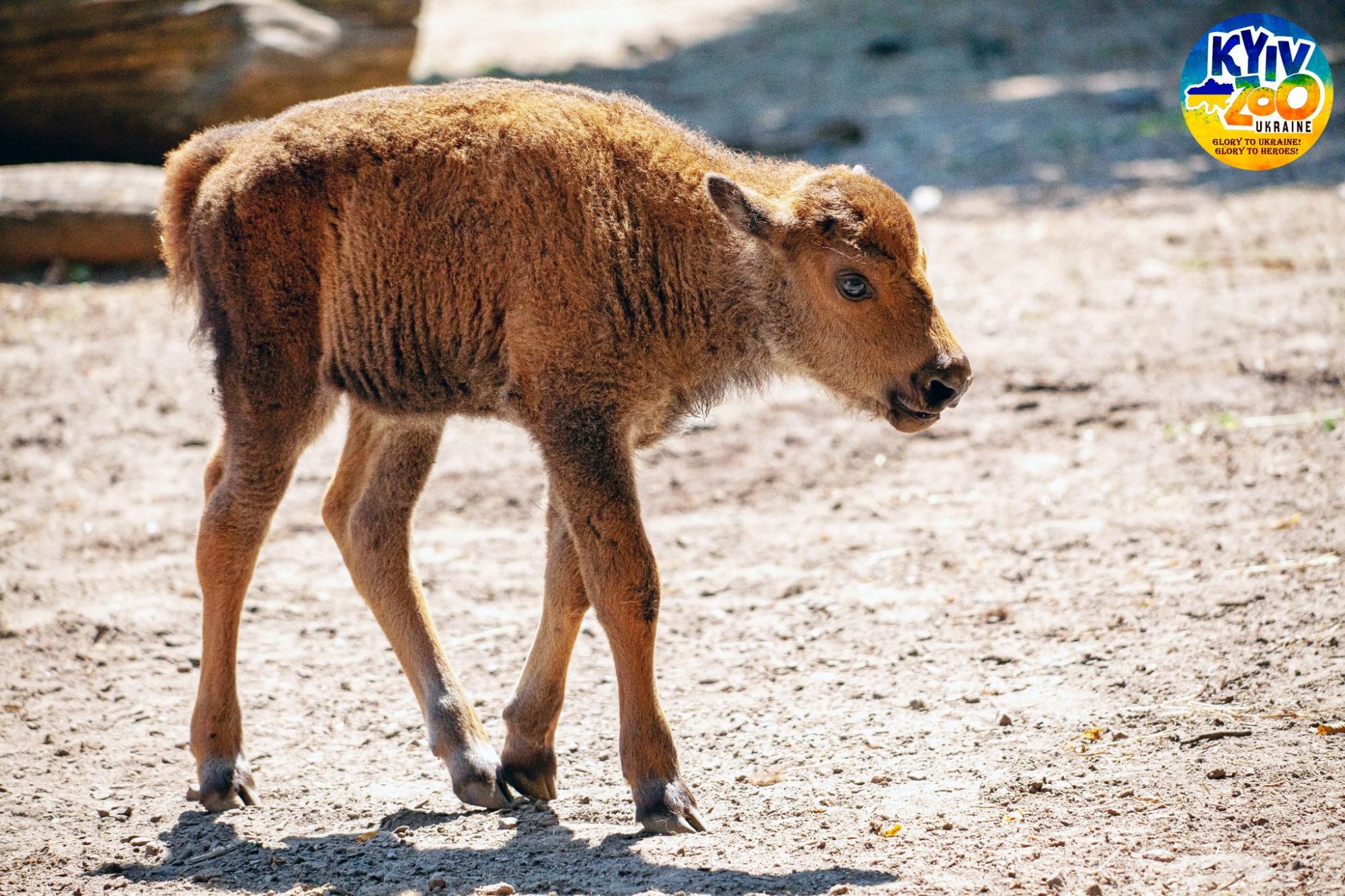 У Київському зоопарку - чарівне поповнення: мімішні фото малюків