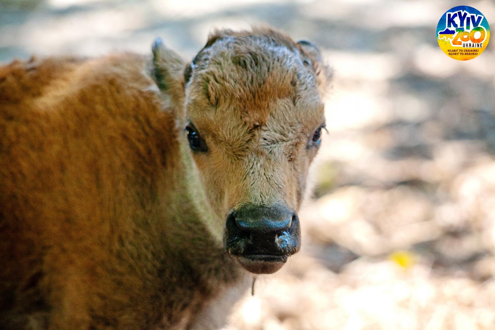 У Київському зоопарку - чарівне поповнення: мімішні фото малюків