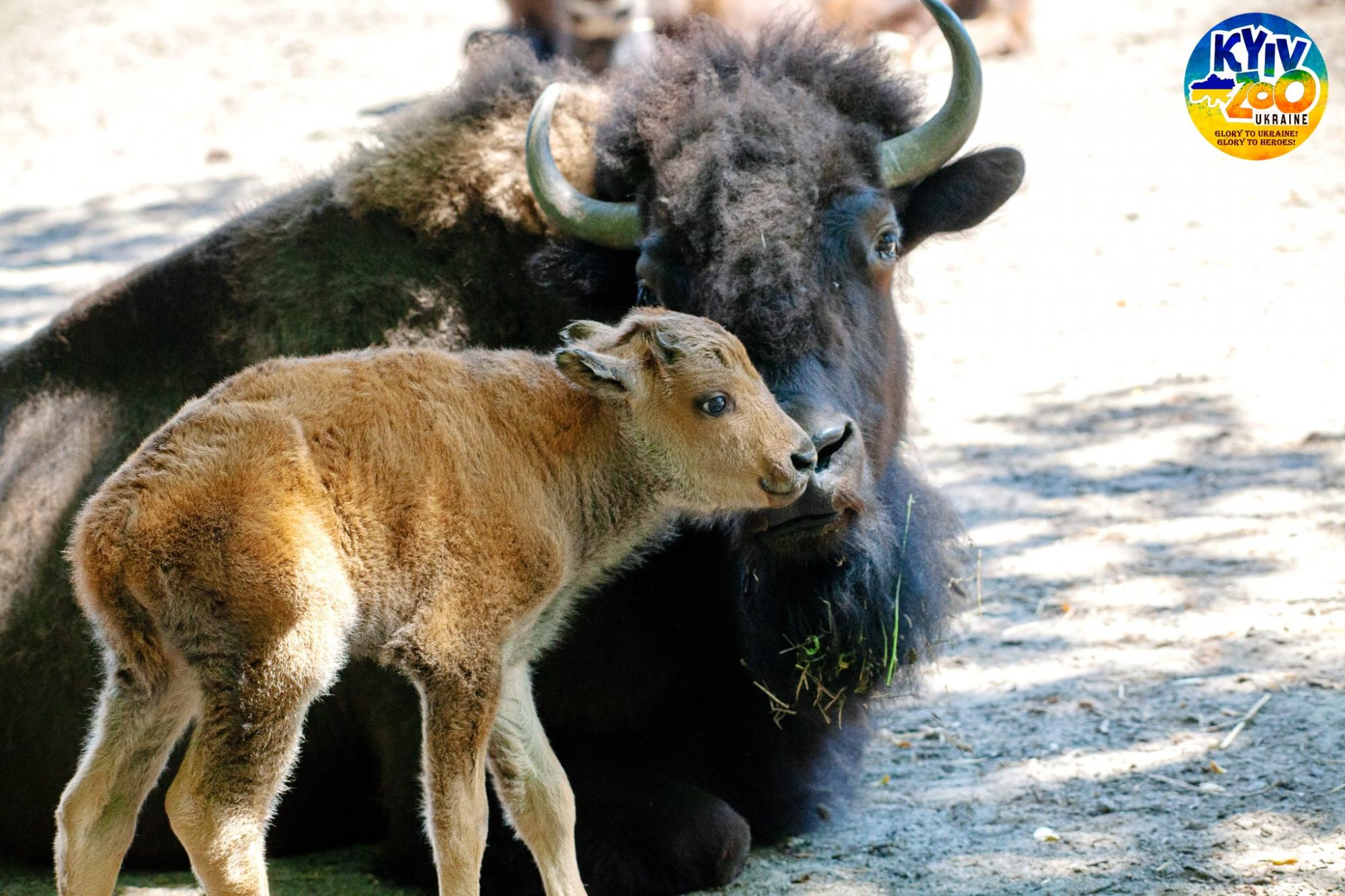 У Київському зоопарку - чарівне поповнення: мімішні фото малюків