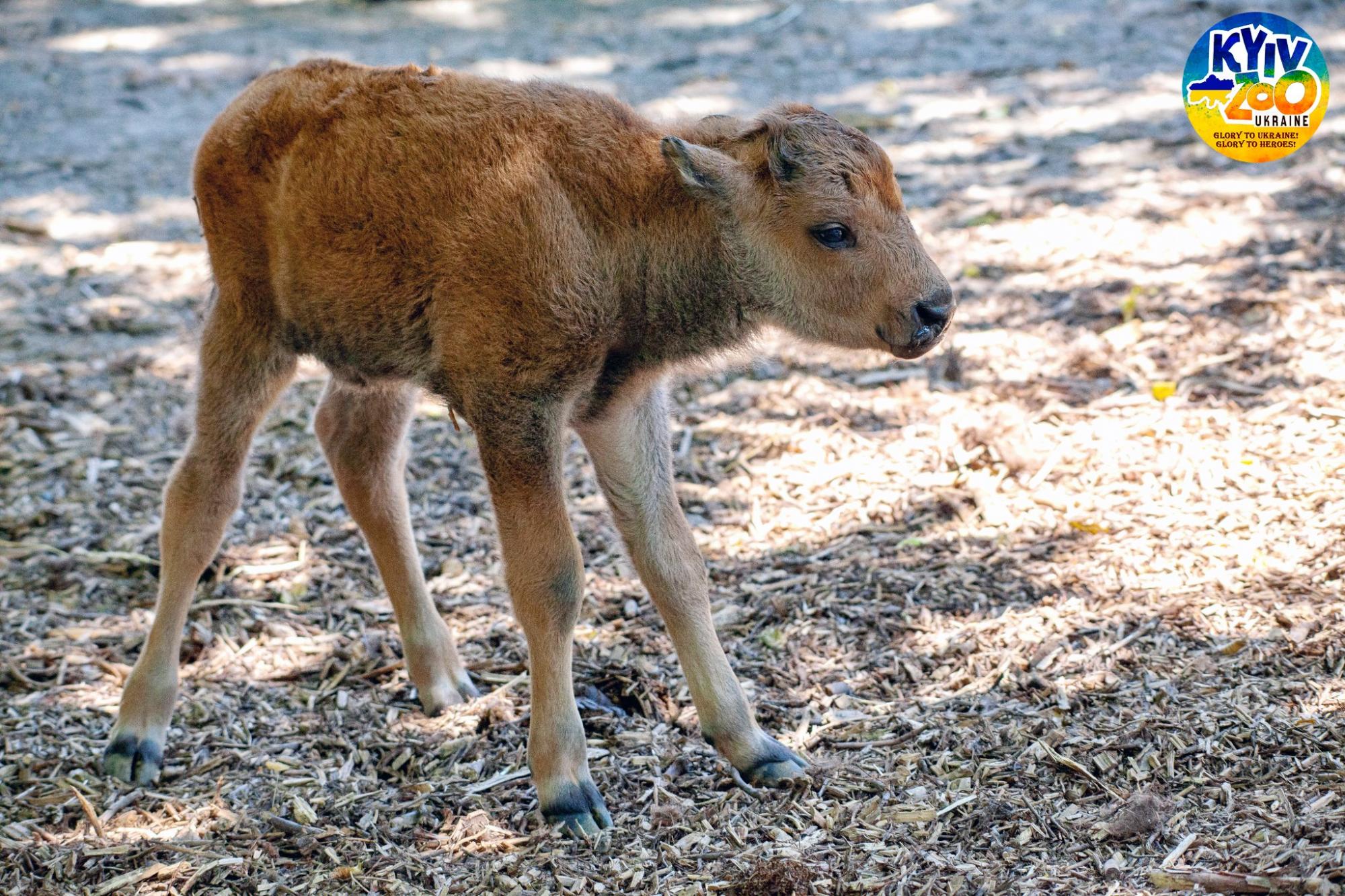 У Київському зоопарку - чарівне поповнення: мімішні фото малюків