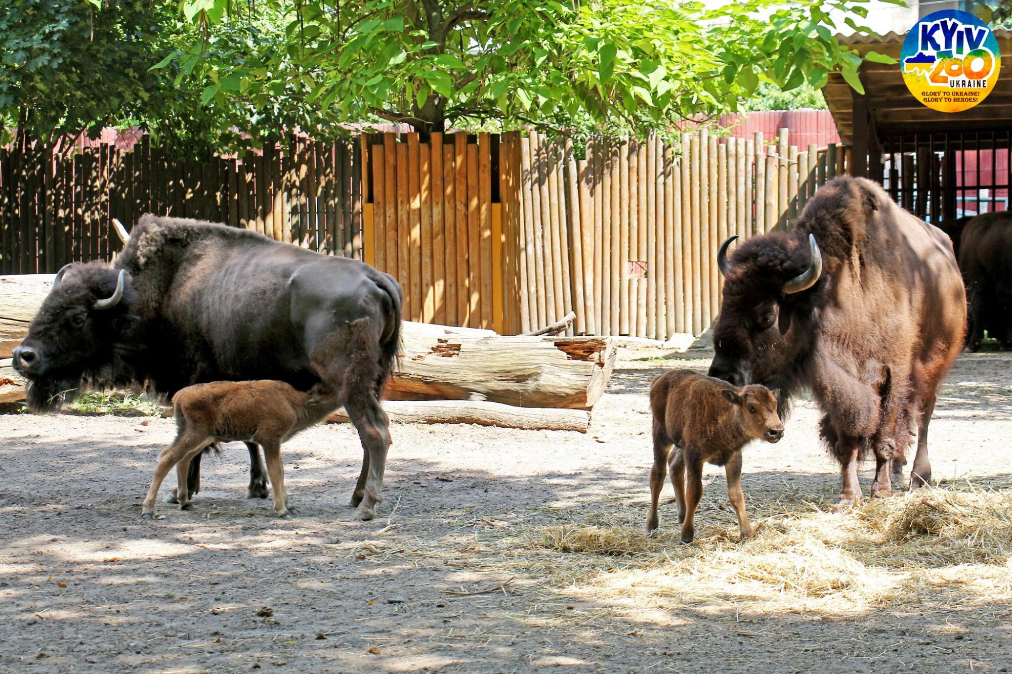 В Киевском зоопарке - очаровательное пополнение: мимишные фото малышей