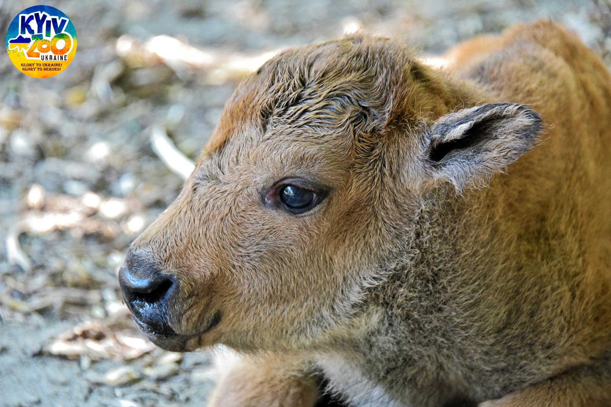 У Київському зоопарку - чарівне поповнення: мімішні фото малюків