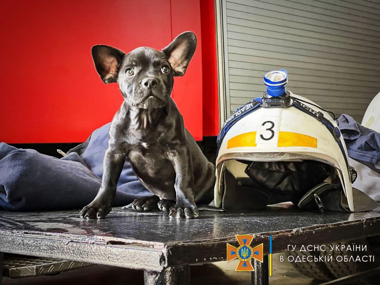 Одеські рятувальники показали свого пса-талісмана: Мажор може стати конкурентом Патрону