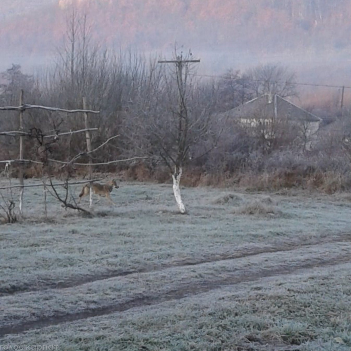 На Закарпатье возле жилых домов заметили волка (фото)