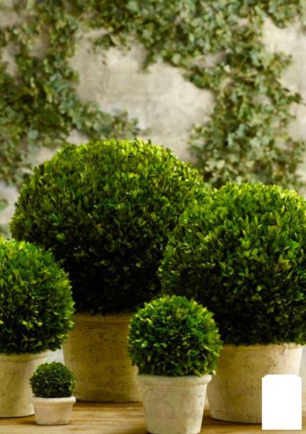 5 кімнатних рослин, які замінять ялинку на Новий рік