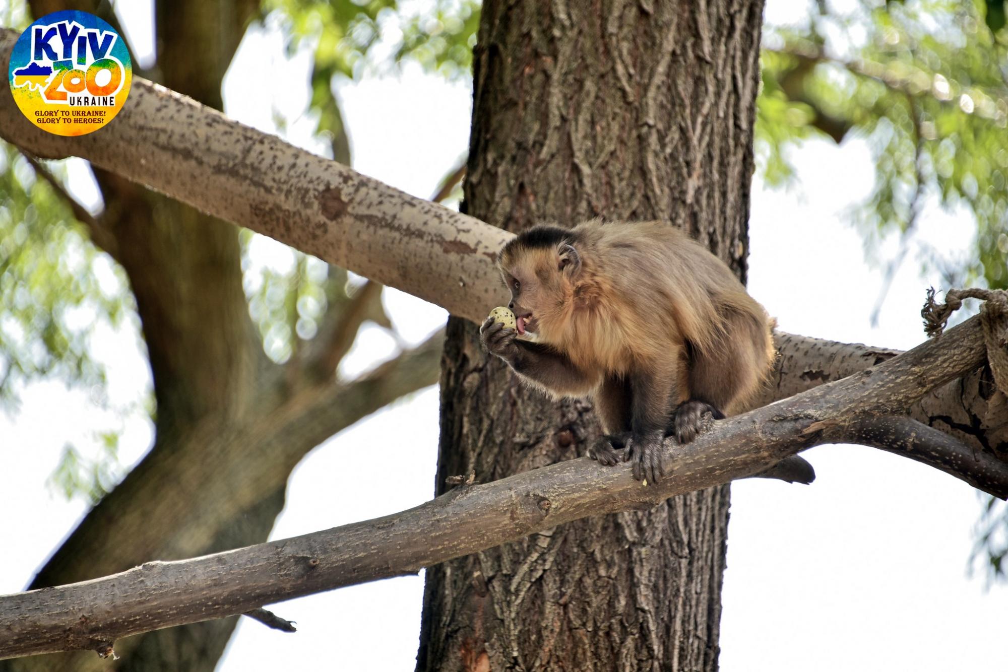 В Киевском зоопарке мохнатым животным выделили целый остров: смотрите фото семейства