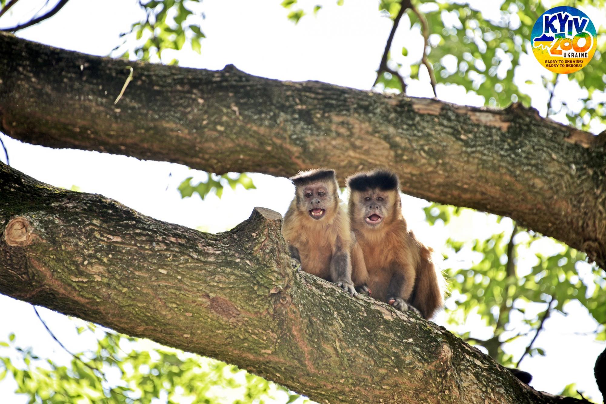 В Киевском зоопарке мохнатым животным выделили целый остров: смотрите фото семейства