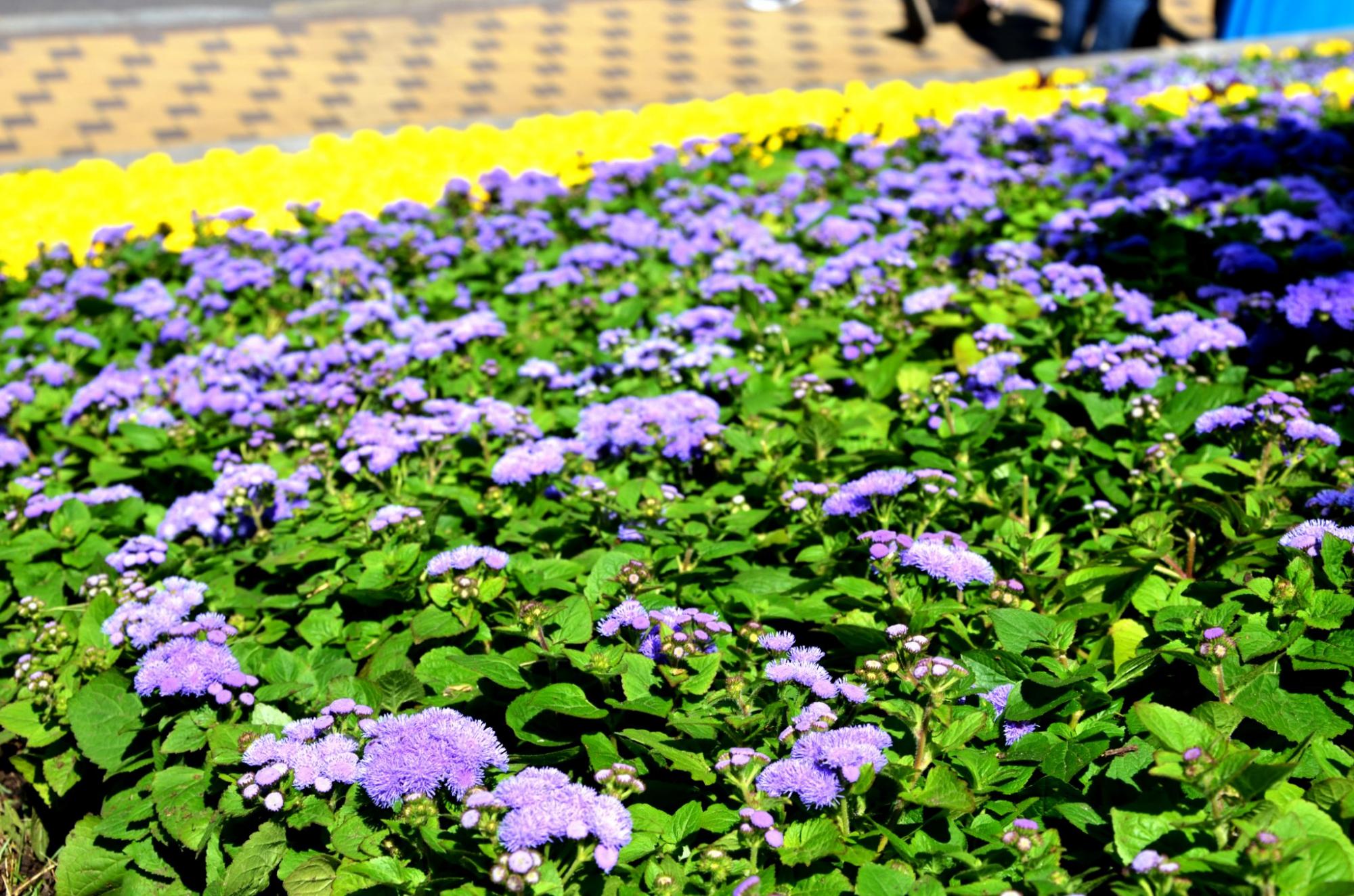 В Киеве появился цветущий живой памятник мужеству героев "азовцев": яркие фото