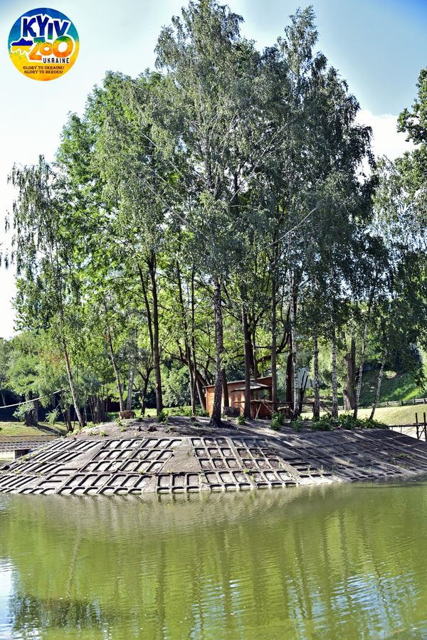 В Киевском зоопарке мохнатым животным выделили целый остров: смотрите фото семейства