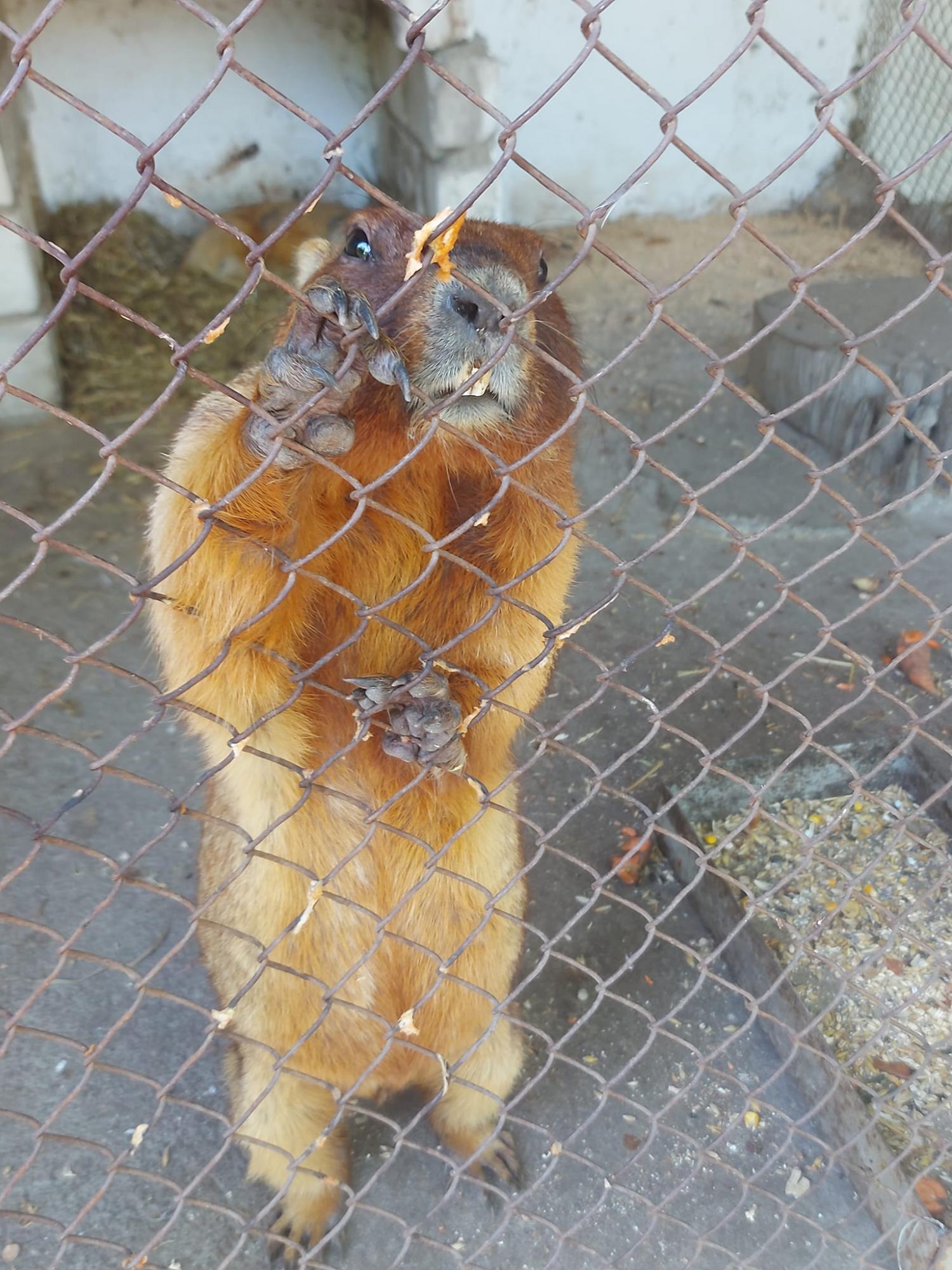 Обезьянки Анфиса и Чарлик, ослик Ося, еноты Мишка, Леля, Динька: в зоопарке под Херсоном погибло более 300 животных