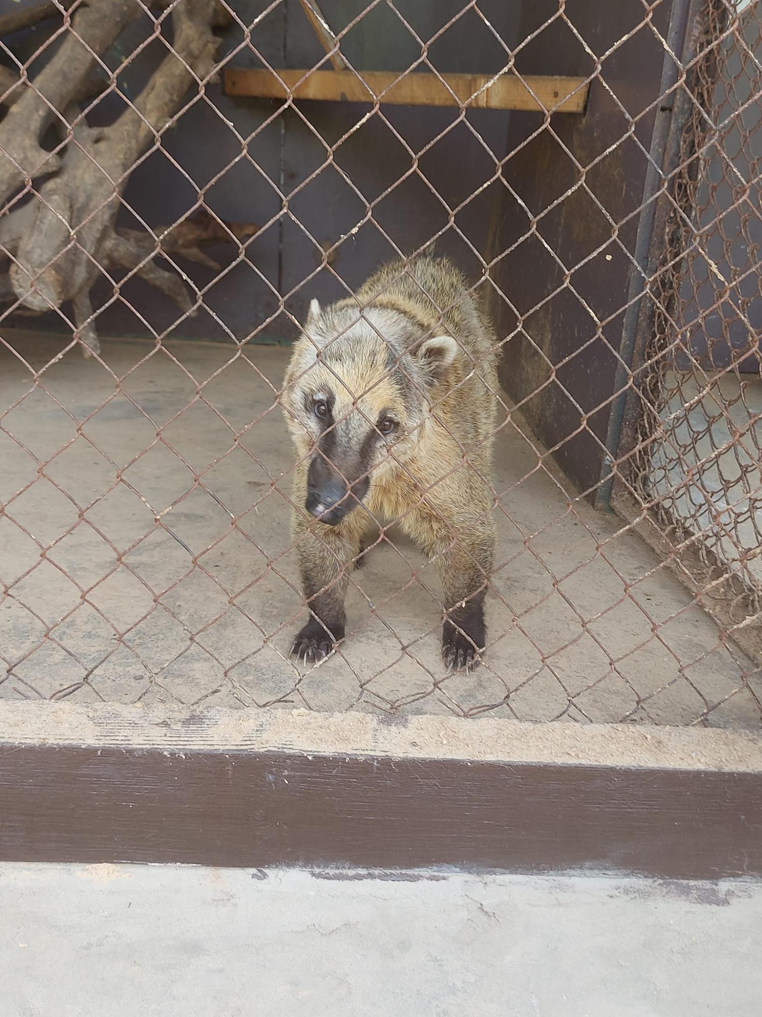 Обезьянки Анфиса и Чарлик, ослик Ося, еноты Мишка, Леля, Динька: в зоопарке под Херсоном погибло более 300 животных