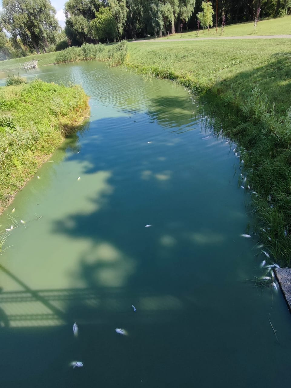 Під Києвом на великому озері масово гине риба: екологи з'ясовують причини (фото)